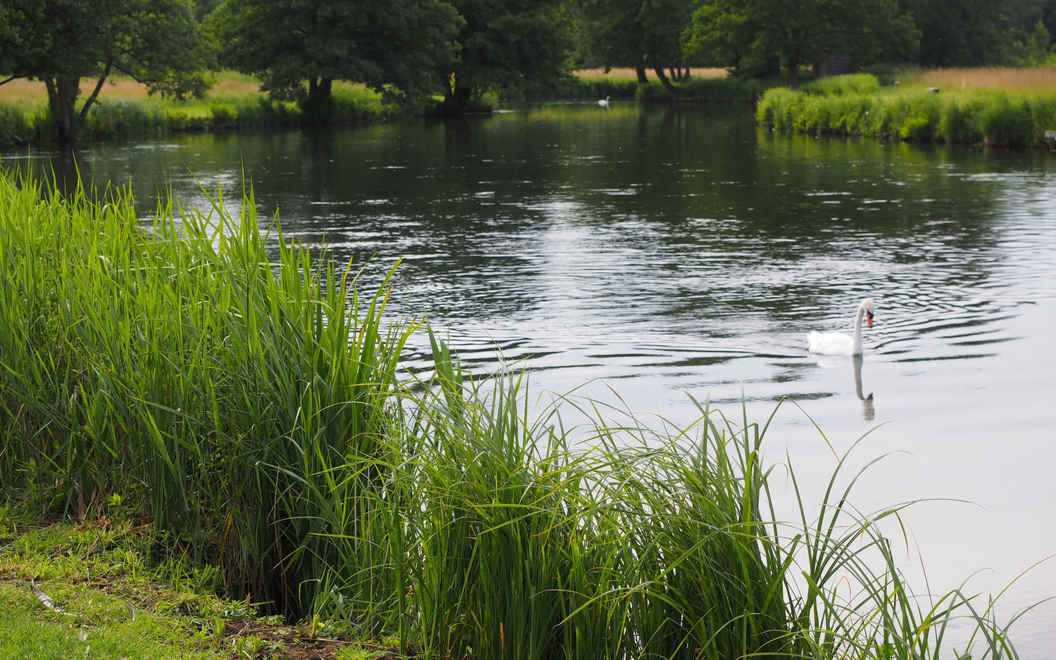 Chalkstream Trout Fishing River