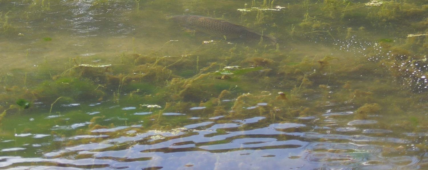 photo of carp in pond