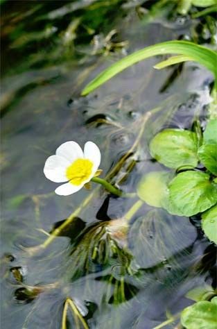 Photo of Water Buttercup