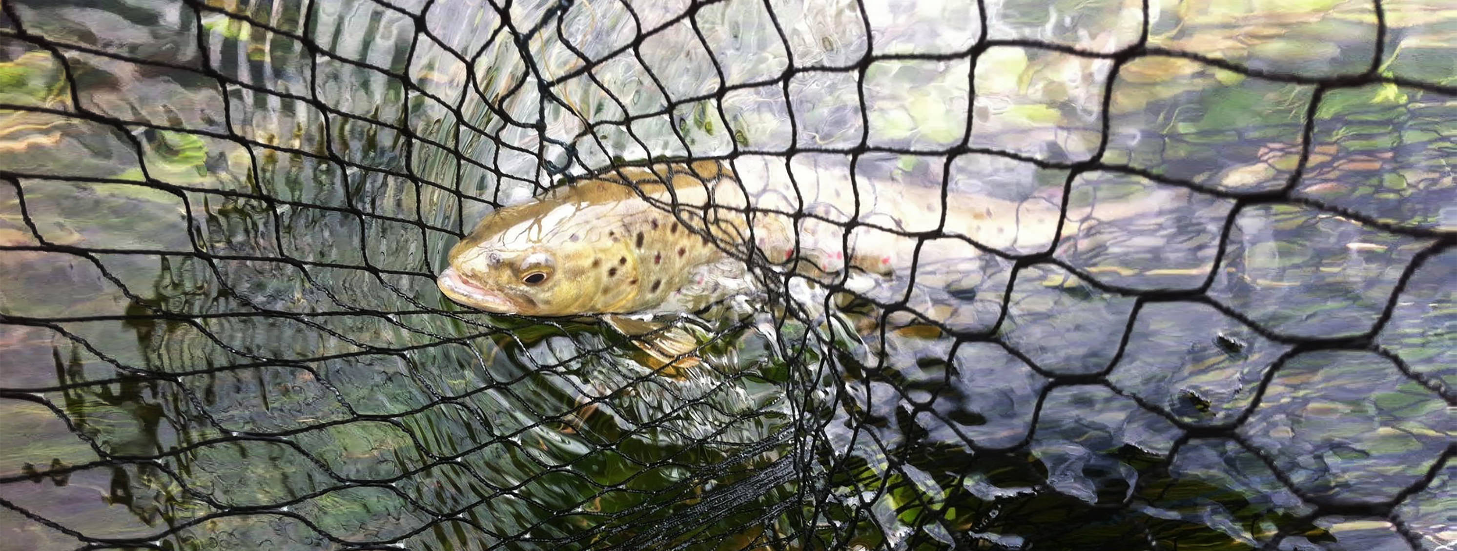 Read more about the article Trout Fishing